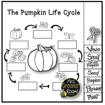 printable life cycle   pumpkin