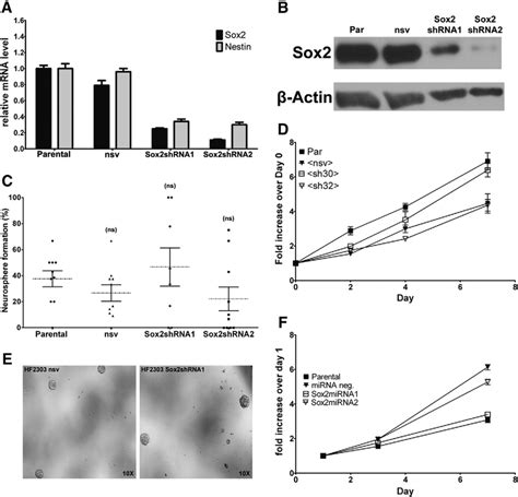 sox2 promotes malignancy in glioblastoma by regulating plasticity and astrocytic differentiation