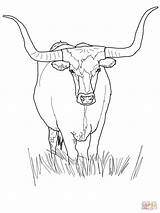 Longhorn Cow Cows Hereford Texas Supercoloring Gcssi sketch template