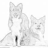 Grayscale Getcoloringpages Collie sketch template