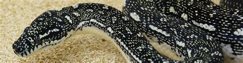 diamond pythons morelia spilota spilota