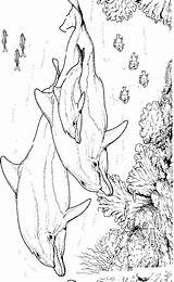 Delfine Dolfijn Kleurplaten Dolfijnen Dauphin Dolphins Ausmalbild Dieren Malvorlage Delfini Dauphins Delphine Delphin Mewarnai Lumba Animasi Coloriages Animierte Bergerak Colorier sketch template
