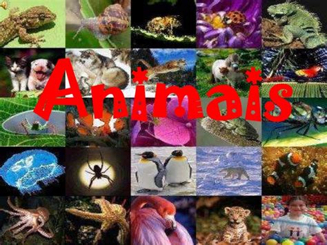animais vertebrados e invertebrados