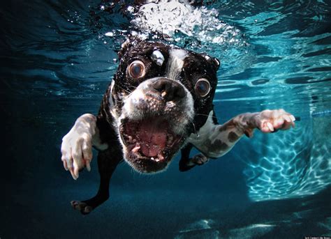 underwater dogs feature   book      huffpost