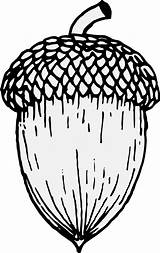 Acorn Pinclipart Traceable Clker Clipartmag Webstockreview sketch template