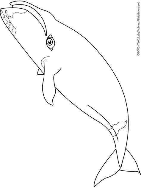bowhead whale coloring page audio stories  kids  coloring