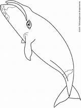 Whale Bowhead Coloring Pages Kids sketch template