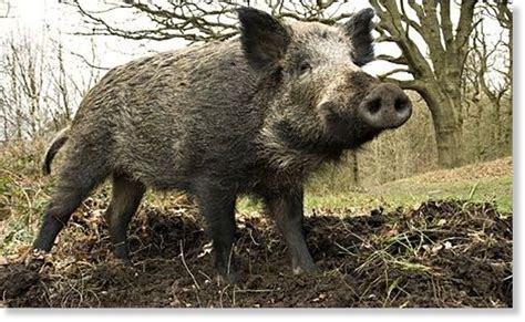 suspected poacher killed  wild boar  india earth  sottnet