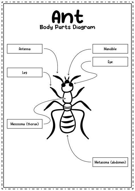 images  kids bug  insects worksheets insect  kids  color diagram  insect