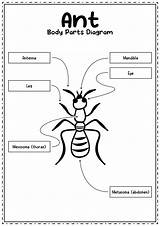 Insect Parts Diagram Body Ants Kids Insects Bug Worksheets Worksheeto Coloring Via Pages sketch template