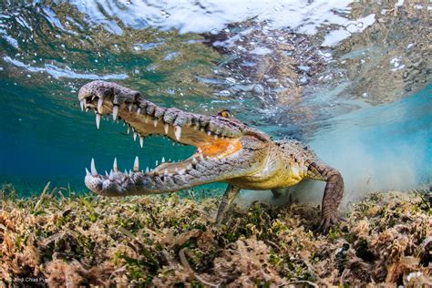 shy crocodile jordi chias pujol underwater worlds wildlife