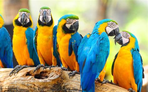 common diseases  parrots  sale megamascotas