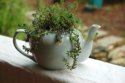 sillylittleladys spot   web teapot plant