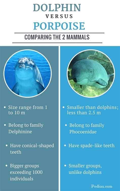 Difference Between Dolphin And Porpoise