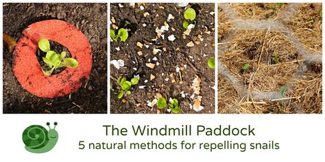 The Windmill Paddock Five Natural Methods For Repelling Snails