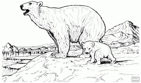 polar bear cub drawing  getdrawings