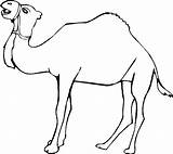 Unta Mewarnai Hewan Dromadaire Halaman Sketsa Tk Paud Outline Bisa Pasir Dromedarios Camellos Binatang Coloriages Pilih Papan sketch template