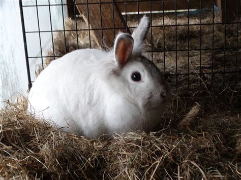reproduction  breeding rabbits wow animals world