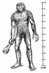 Luk Nuk Bigfoot Nahanni Sasquatch Cryptomundo Cryptozoology sketch template