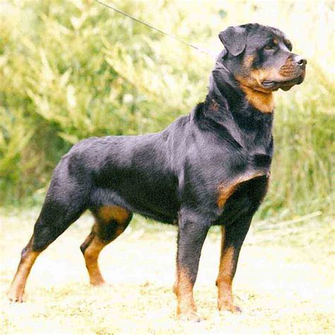 mascotas perros  gatos animales domesticos rottweiler