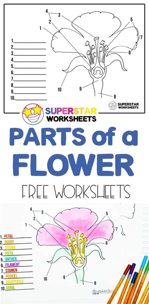 parts   flower printable worksheet printable word searches