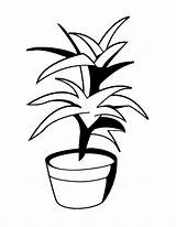 Pflanze Ausmalbild Seed Houseplant sketch template