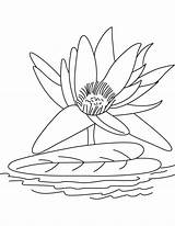 Lily Water Coloring Flower Pages Big Drawing Color Getdrawings Getcolorings sketch template