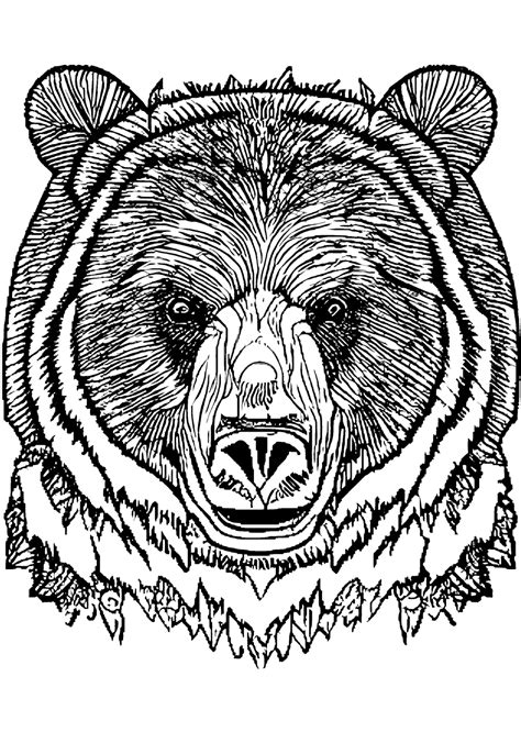 grizzly bear coloring page creative fabrica