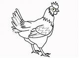 Chicken Coloring Pages Animal Printable Chickens Cartoon sketch template