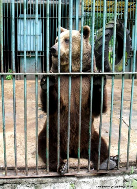 sad zoo animals  cages wallpapers gallery