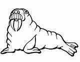 Walrus Coloring Pages Printable Online Supercoloring Only Categories sketch template