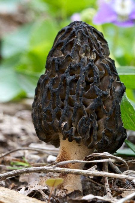 51 best images about mushrooms 16 blacks on pinterest old mans