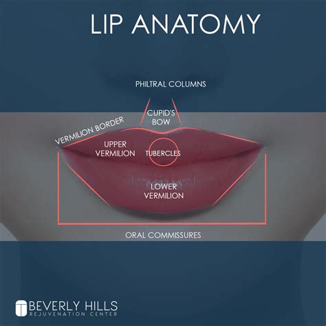 lips anatomy