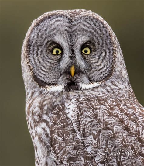 great gray owl  handsome bird  adirondack almanack