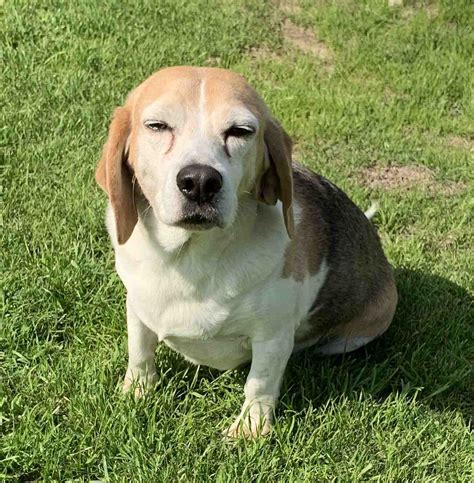 beagle basset hound mix dog  adoption savannah ga supplies