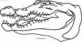 Crocodile Coloring Alligator Does Pages Wecoloringpage sketch template