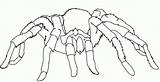 Spider Tarantula Kolorowanki Spiders Ragni Ragno Disegno Dla Colorare Wydruku Coloringhome Giant Bestcoloringpagesforkids sketch template
