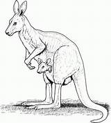 Kangur Australijski Kolorowanka Druku Pokoloruj sketch template