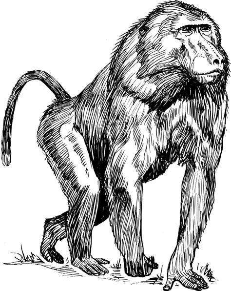 apes coloring pages learny kids