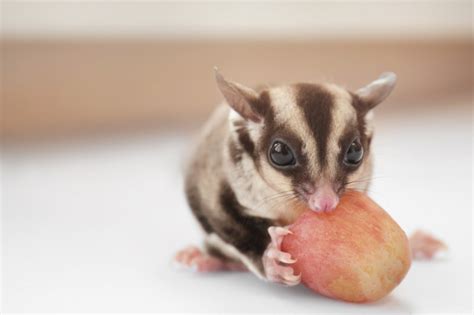 sugar gliders  eat pets  animals guide