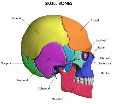 benefits  foot zoning  cranial bones wellness life zone