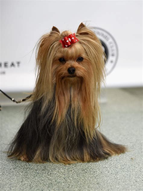 breeds  yorkshire terriers  fun sized  awesome