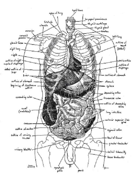 9 best sex ed images on pinterest female reproductive system