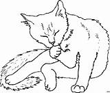 Katze Putzt Ausmalbild Malvorlage Bringt Kategorie Katzen Ausmalen Titel Pinnwand sketch template