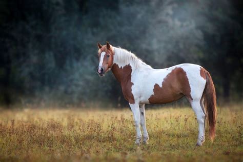pinto horse colors patterns facts  pictures pet keen