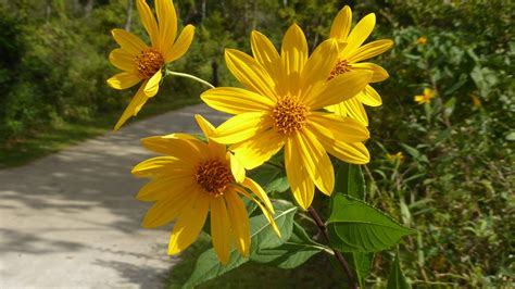wonderfully bright yellow flowers veisha flickr