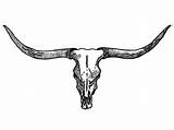 Skull Longhorn Bull Drawing Texas Longhorns Tattoo Cow Clipart Drawings Cattle Tattoos Western Head Clip Background Wallpapers Skulls Flowers Taurus sketch template