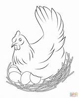 Coloring Pages Chicken sketch template