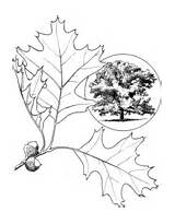 Oak Coloring Pages Tree Engelmann Pasadena Eastern Color Printable Print sketch template