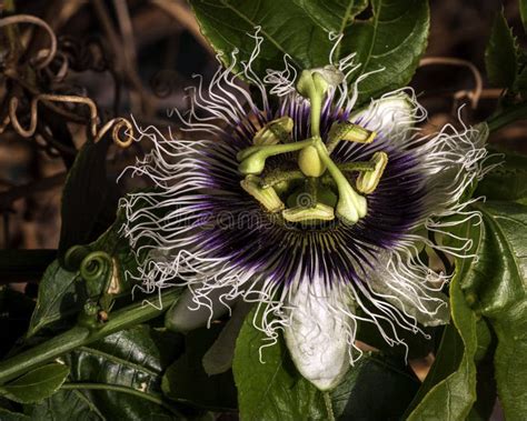 Passiflora Edulis The Edible Passion Fruit Better Known As Maracuja